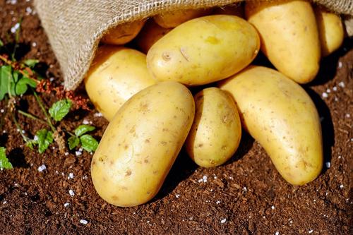 Эксперт Красильников поделился советом о правильном выборе картофеля в магазине