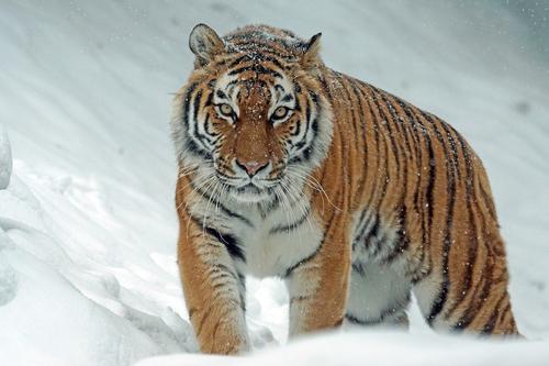 В Приамурском заповеднике пропал тигр по кличке Чудовище