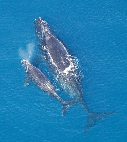 Североатлантические киты на грани исчезновения 