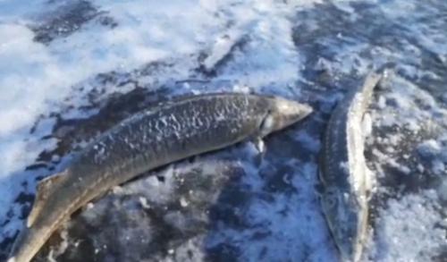 В Хабаровском крае обнаружили мертвых мальков осетровых, усеявших 12 км берега