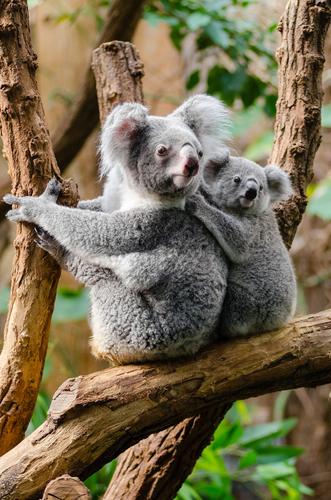 За последние три года погибла треть всех австралийских коал