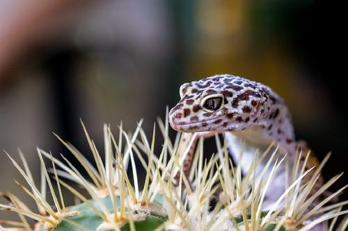 Зоолог Шахпаронов рассказал, каких рептилий можно дарить на Новый год