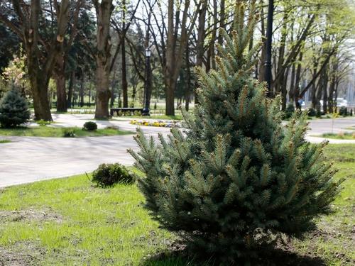 В Краснодаре разработали новый стандарт озеленения города