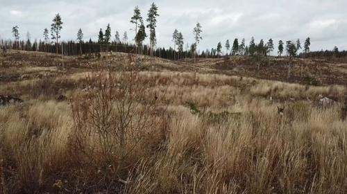 Yle: в Финляндии ежегодно вырубают десятки тысяч гектаров особо ценных с точки зрения биоразнообразия лесов