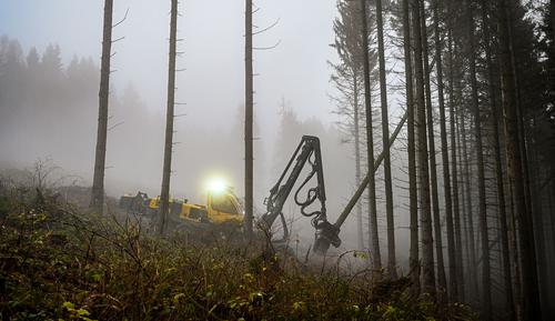 Деревья Германии массово умирают, вспыхнули ожесточенные дебаты о том, как реагировать