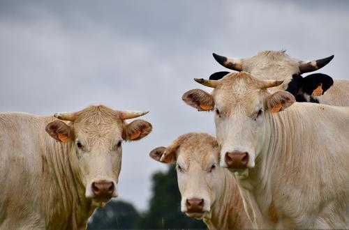 Ирландия пустит под нож 20% своего стада крупного рогатого скота для снижения выбросов метана