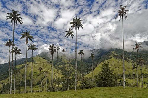 Reuters: Планете грозит катастрофическое изменение климата из-за массового уничтожения тропических лесов 
