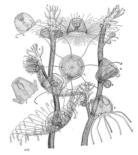 Turritopsis Nutricula - единственное на планете бессмертное существо