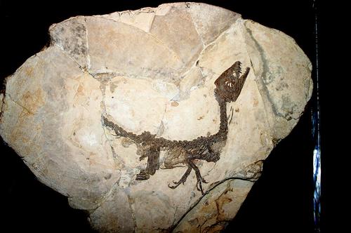 Ученые нашли древний эмбрион динозавра в Китае