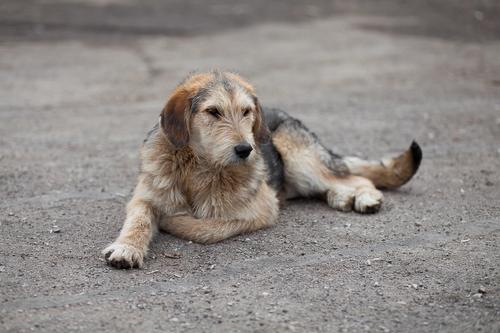 В Хабаровске неизвестный травил собак крысиным ядом