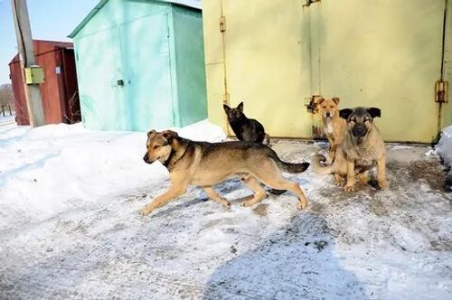 Прокуратура проверяет случаи нападения бездомных собак на людей в Хабаровском крае