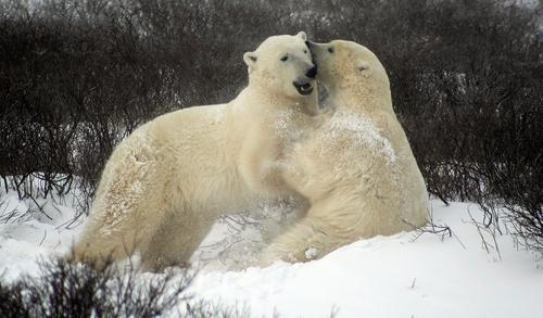 Белые медведи активно мигрируют из США в Россию