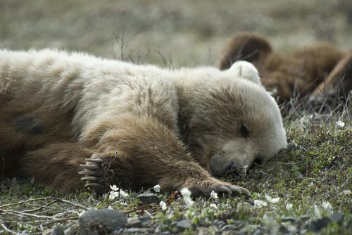 Как в Прибайкалье убивали спящих медвежат ради лакомства в элитных ресторанах Москвы