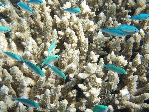 Ученые прогнозируют гибель практически всех коралловых рифов из-за потепления океана
