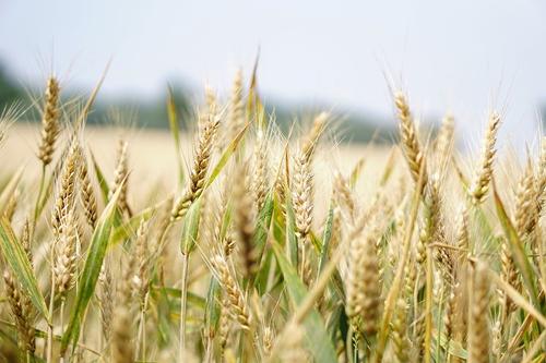 Китай готов покупать пшеницу из всех регионов России