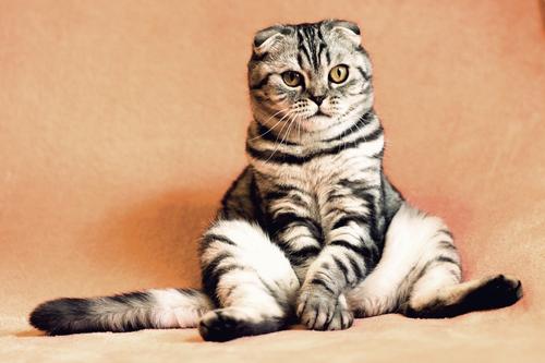 Доктор Мясников назвал кошек настоящим «лекарством» от стресса и давления