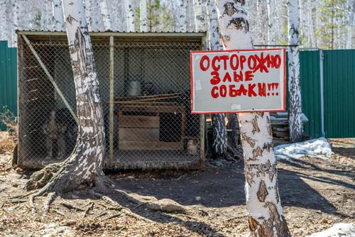 Сегодня в Челябинской области бродячие собаки вновь покусали ребенка