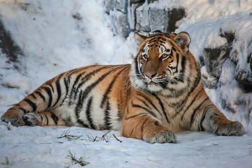 В Хабаровском крае нашли погибшего амурского тигра