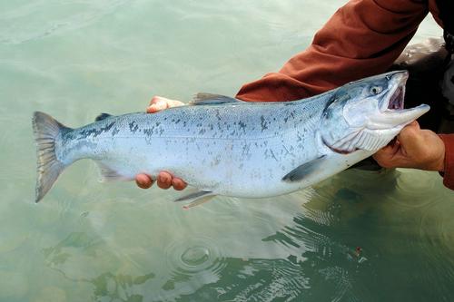 На заседание по распределению вылова лосося на Сахалине не пустили экологов и общественников