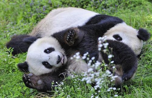 США обвинили Китай в использовании панд в дипломатических целях