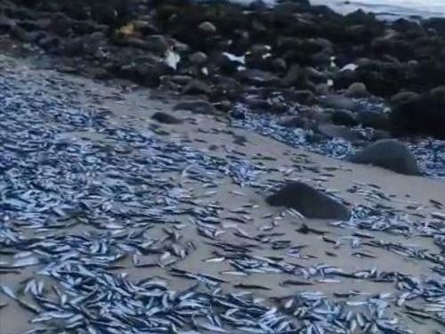 Тысячи мертвых рыб выбросило на берег в Чили