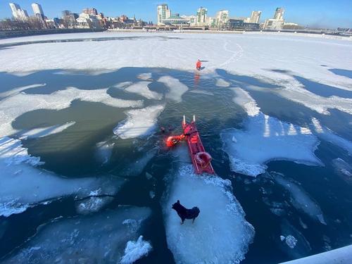 В Челябинске спасли собаку, застрявшую на льдине посреди реки
