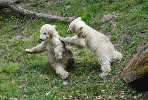 Стратегия сохранения белого медведя в России будет утверждена в ближайшее время