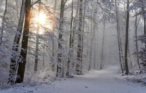 20 человек нашли в Подмосковных лесах в зимний период