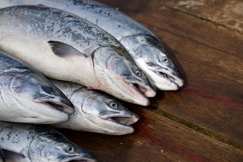 Канаде и Аляске в ближайшее время придется отказаться от промысла лосося из-за повышения средней температуры воды 
