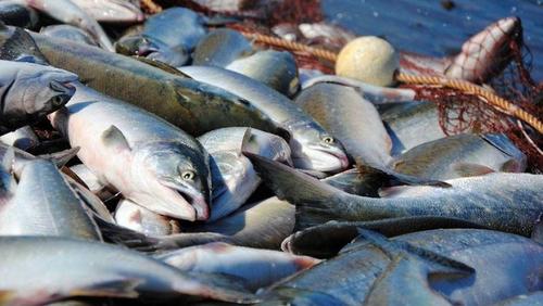 Увеличился экспорт российской рыбы