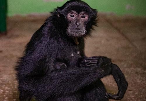 Челябинский зоопарк открыл зал с обезьянками