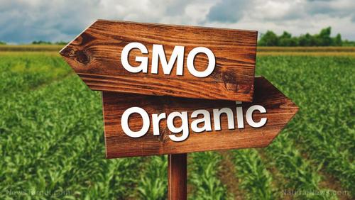 Исследование: ГМО вредны, их следует избегать любой ценой