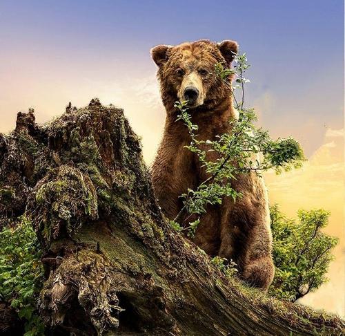 Впервые в истории Латвии медведь напал на человека