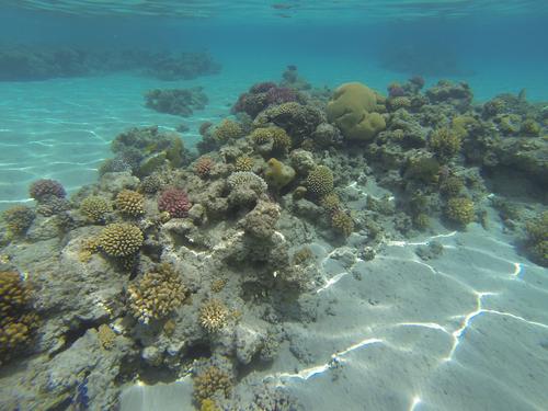 ООН: Потепление океана грозит гибелью Большого Барьерного рифа