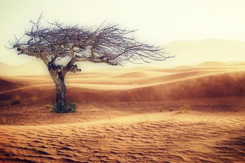 Китай объявил «синий» уровень опасности в связи с песчаной бурей 