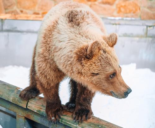 Челябинский зоопарк приглашает на весеннюю экскурсию