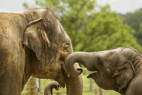 В США снимают запрет на некоторые трофеи слонов из африканских стран