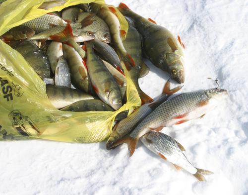Депутат Европарламента Касарес сообщил, что рыболовецкий сектор страдает от повышенных цен на энергоносители