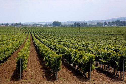 В 2022 году на Кубани заложат 1,5 тысячи гектаров новых виноградников