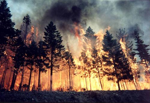 В Хабаровском крае природный пожар уничтожил почти 33 га леса 