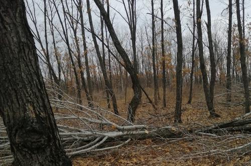 В Хабаровском крае обнаружили место массовой вырубки леса