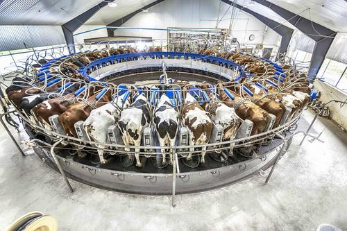 Прикладной иллюзионизм: Так сколько корова даёт молока?