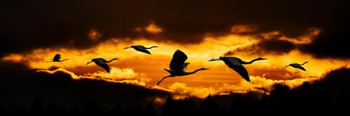 Ветряная «зеленая» энергия убивает множество перелетных птиц