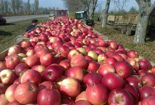 Молдавии предлагают вырубить яблоневые сады и перейти на топинамбур или улиток