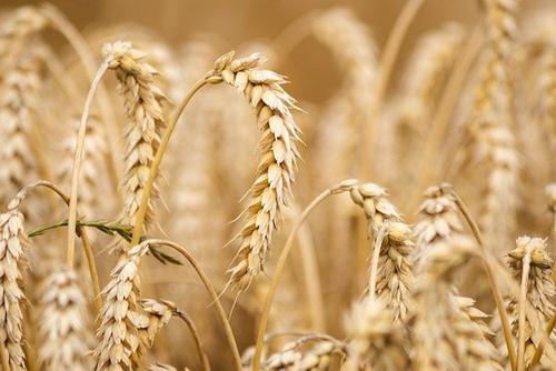 С 27 апреля повысится пошлина на экспорт пшеницы из России