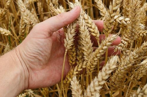 По прогнозу Минсельхоза РФ, в 2022 году урожай зерна в России достигнет 123 млн тонн