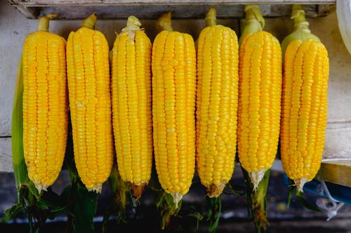 Подмосковью не грозит нехватка кормов из кукурузы на ближайшие два года
