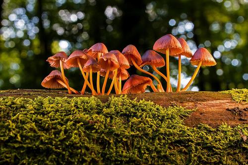 Эксперт Дьяков рассказал о первых весенних грибах в лесах Подмосковья