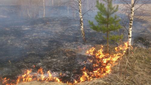 В Хабаровском крае тушат 15 лесных пожаров 