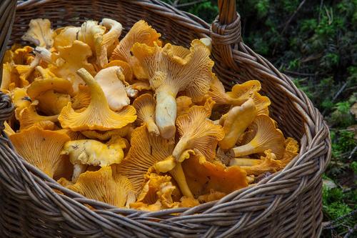 В Ленинградской области грибники сообщили, какие грибы лучше